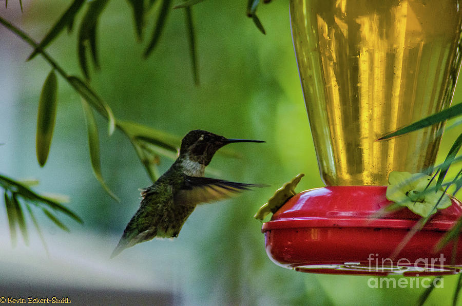 Hummingbird Photograph by Kevin Eckert-Smith - Fine Art America