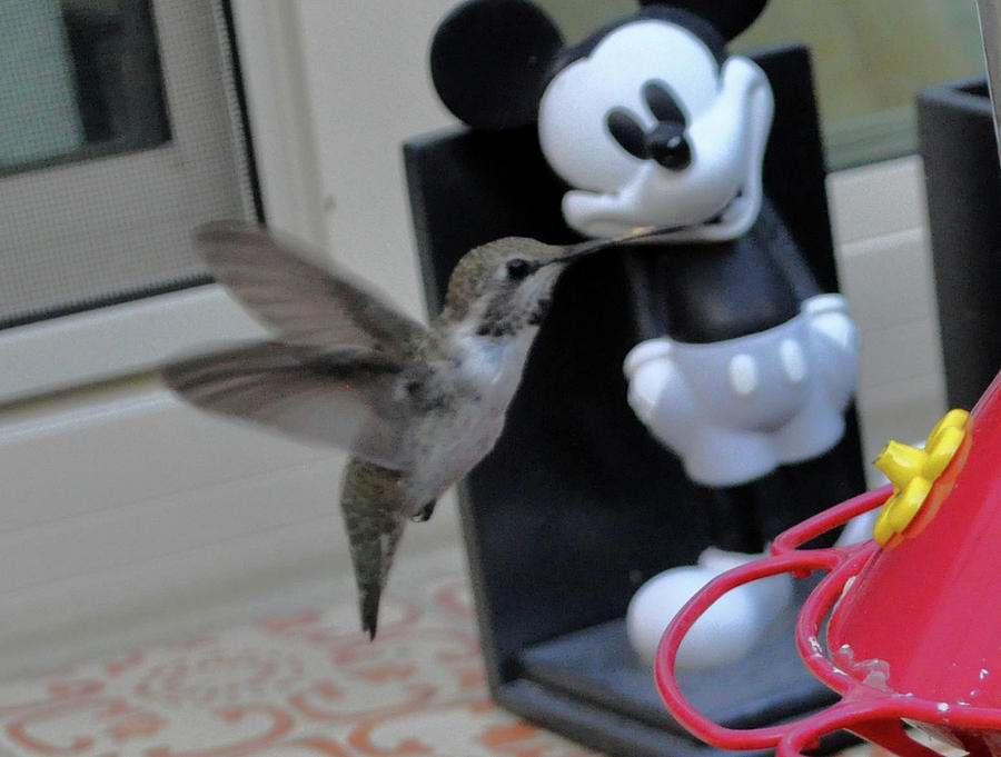 Hummingbird Kisses Mickey Photograph by Jay Milo