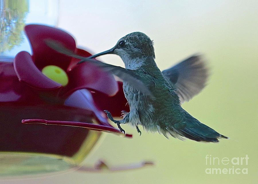 Hummingbird Landing Photograph by Carol Groenen