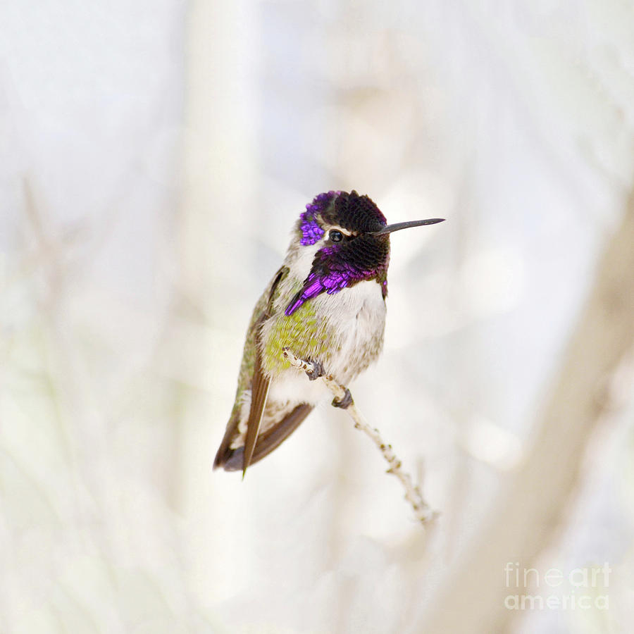 Hummingbird larger background Photograph by Rebecca Margraf
