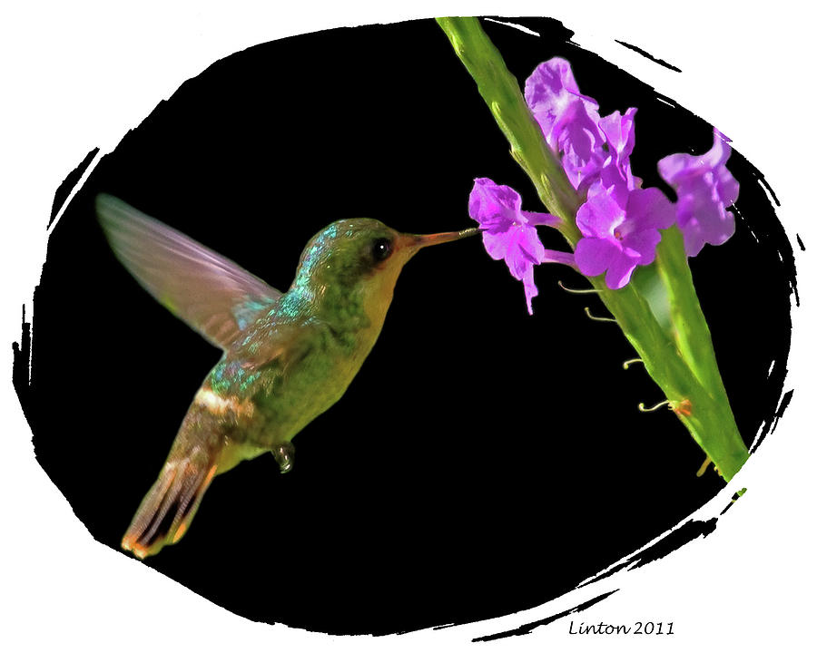Hummingbird Digital Art by Larry Linton