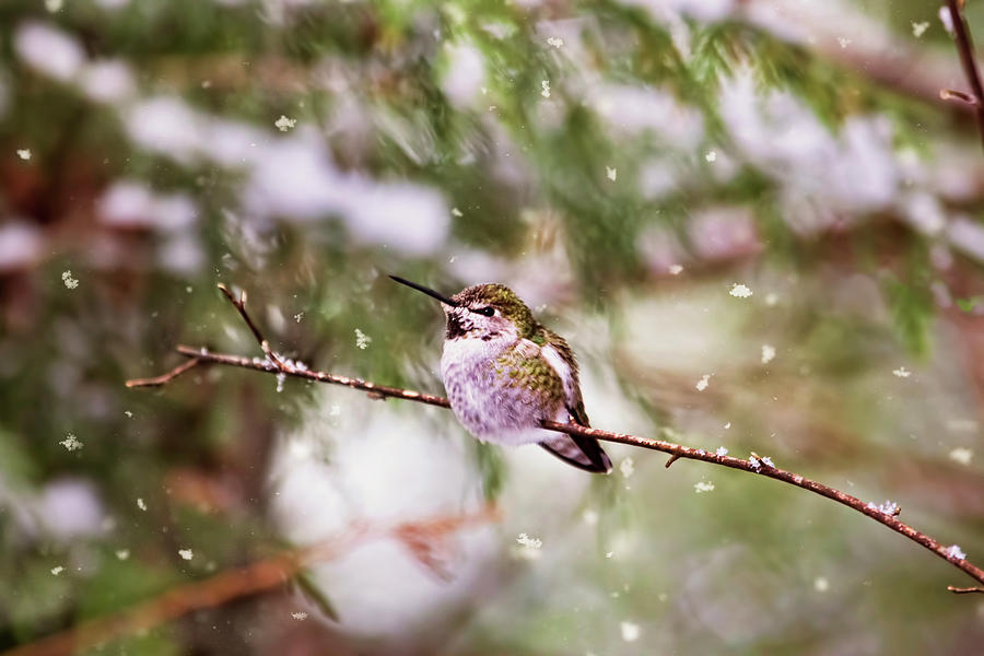 Hummingbird - Let it Snow  Photograph by Peggy Collins