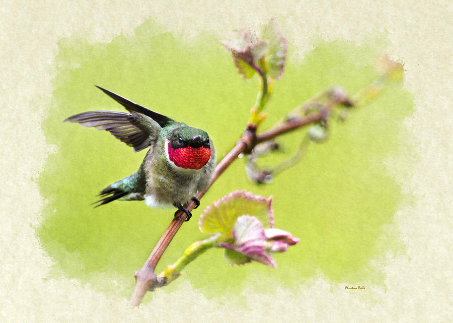 Hummingbird Fly Away Note Card Mixed Media by Christina Rollo