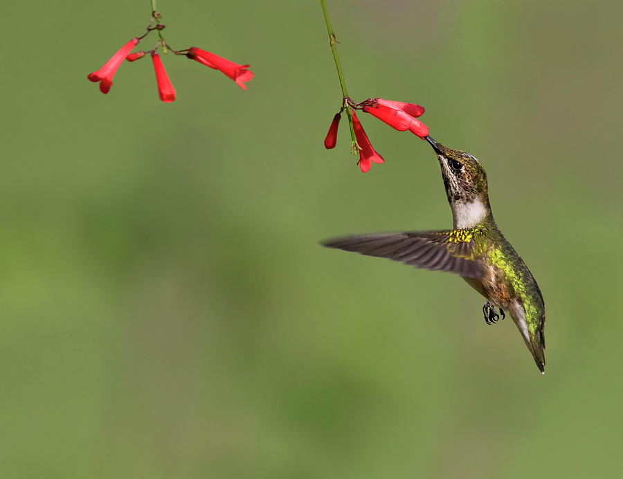 Hummingbird Line-up Photograph by Art Cole