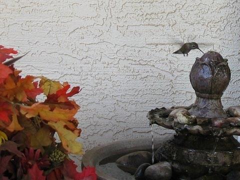 Hummingbird Photograph - Hummingbird by Lisa Wells