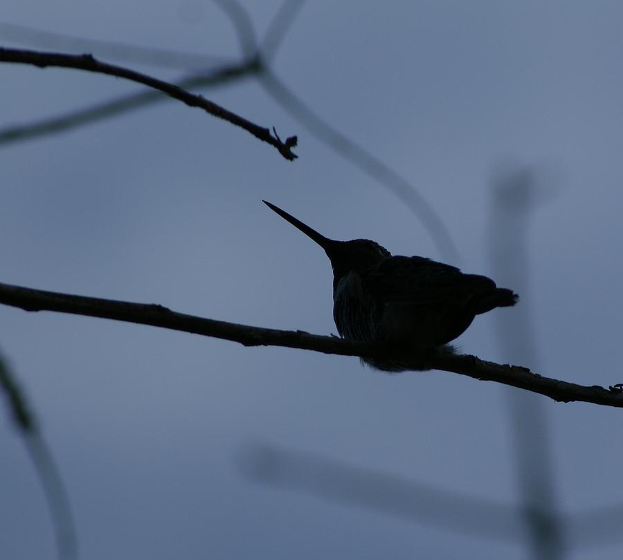 Hummingbird Photograph - Hummingbird by Liz Vernand