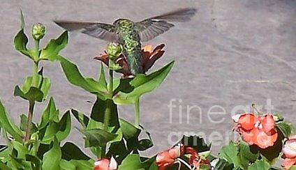 Hummingbird  Photograph by Lori Leigh