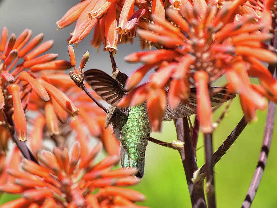 Hummingbird Lost in Orange Aloe Flowers 2 Photograph by Linda Brody