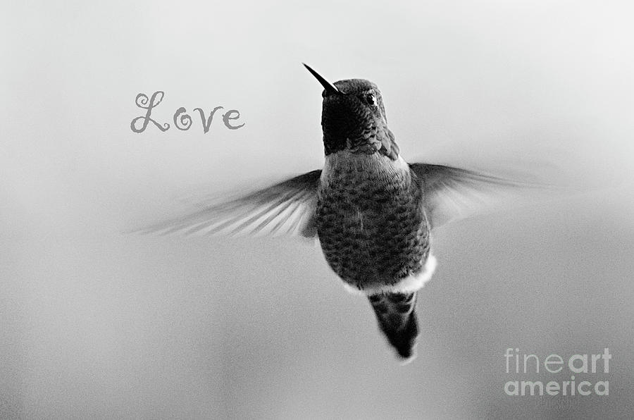 Hummingbird Love Black and White Photograph by Debby Pueschel