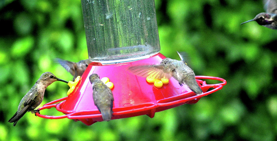 Hummingbird Photograph - Hummingbird Lunch Time by Jay Milo