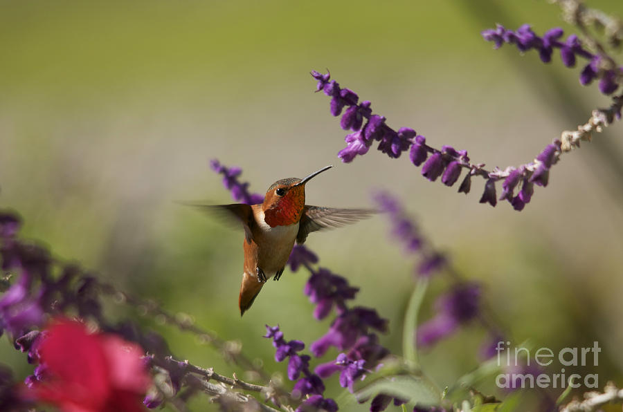 Hummingbird Photograph by Marc Bittan