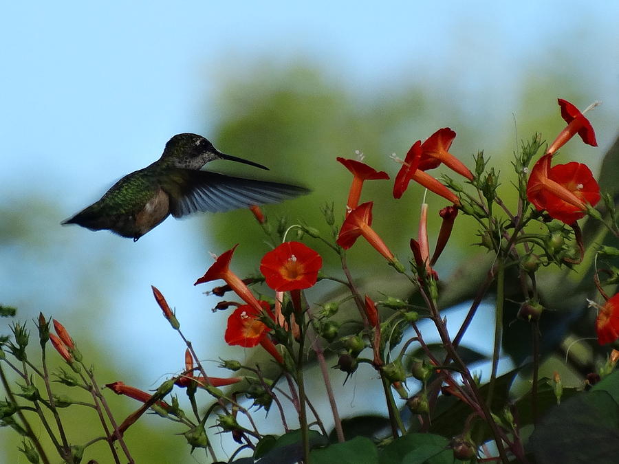 Hummingbird Photograph by Marian Wolf - Fine Art America