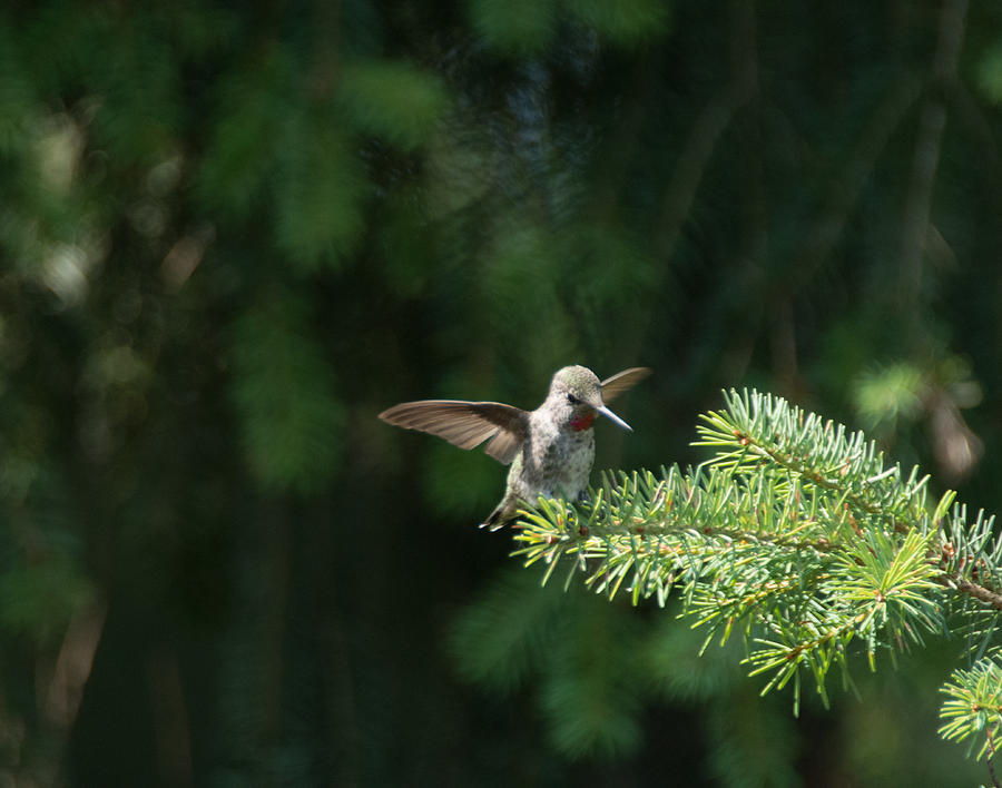Happy Hummingbird - original Photograph by Marilyn Wilson