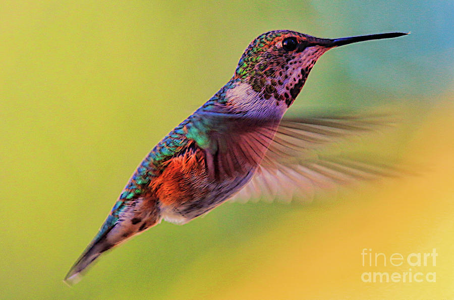 Hummingbird Photograph by Mark Jackson