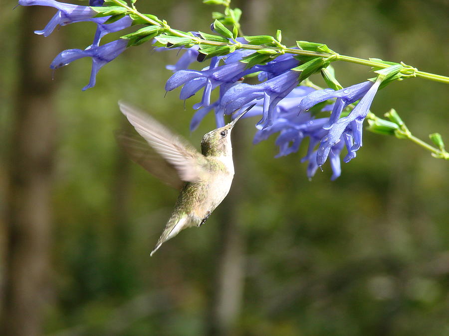 Bird Photograph - Calliope Hummingbird by Mary Halpin