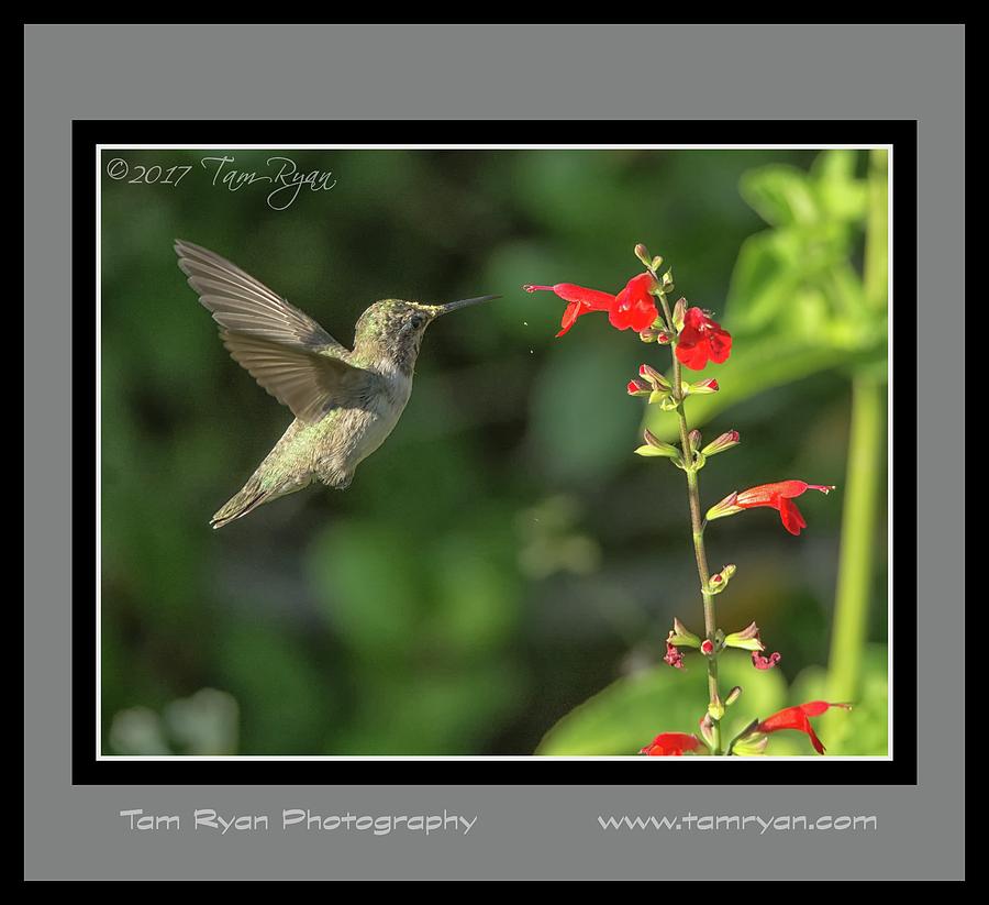 Hummingbird Matte3 ID CR Photograph by Tam Ryan