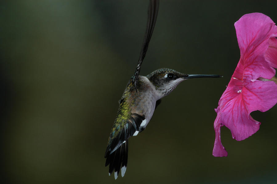 Hummingbird Photograph by Mike Martin
