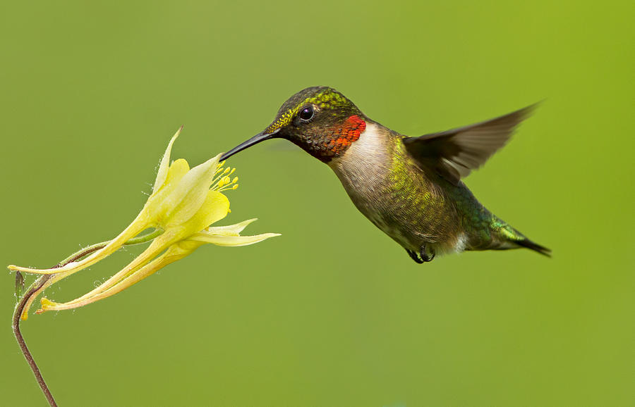 Bird Photograph - Hummingbird by Mircea Costina Photography