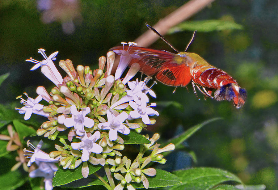 Hummingbird Moth 012 Photograph by George Bostian