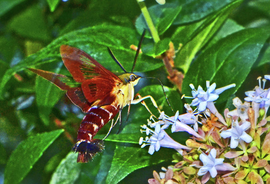Hummingbird Moth 013 Photograph by George Bostian