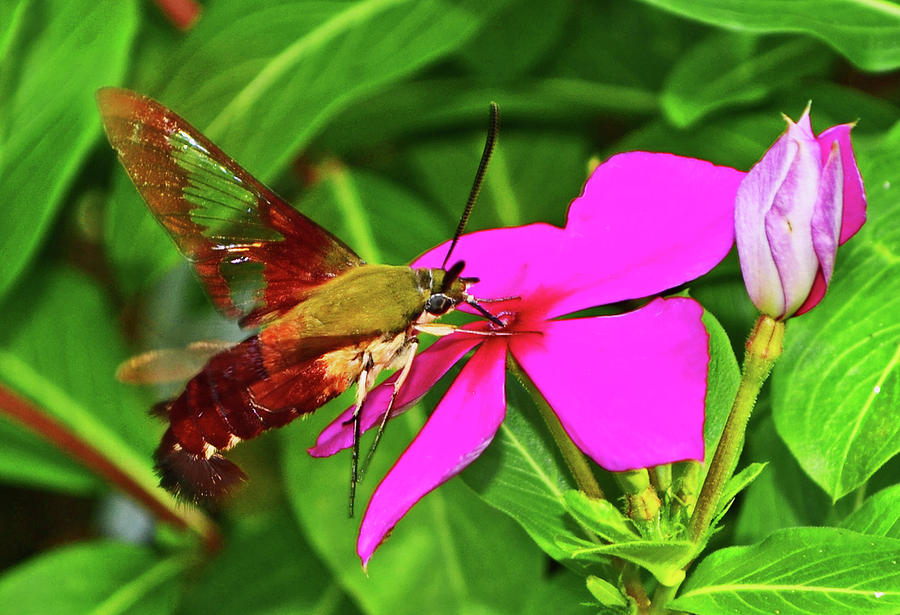 Hummingbird Moth 021 Photograph by George Bostian