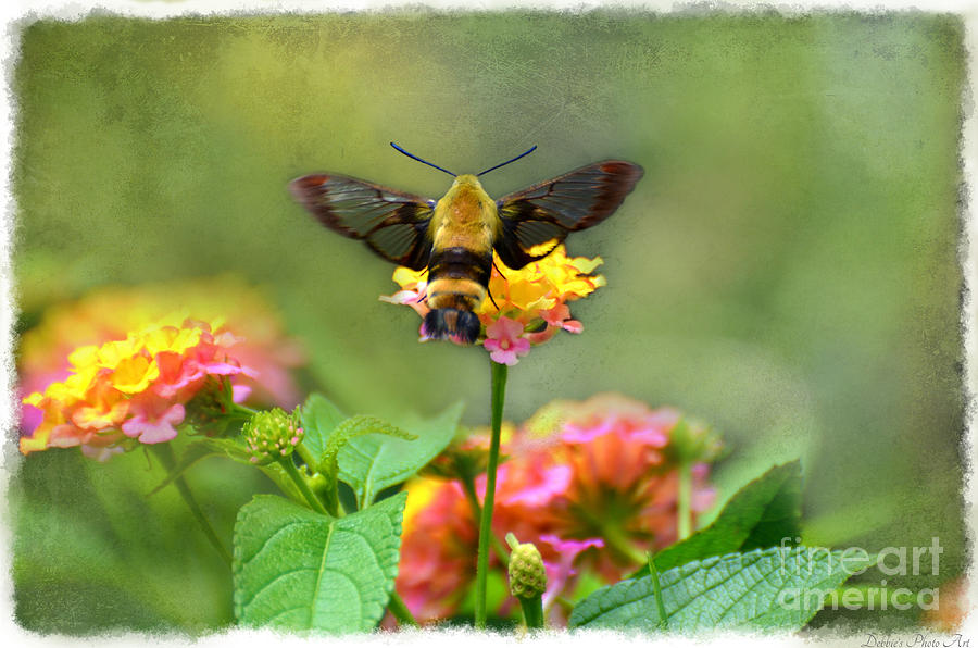 Hummingbird Moth 1 Photograph by Debbie Portwood