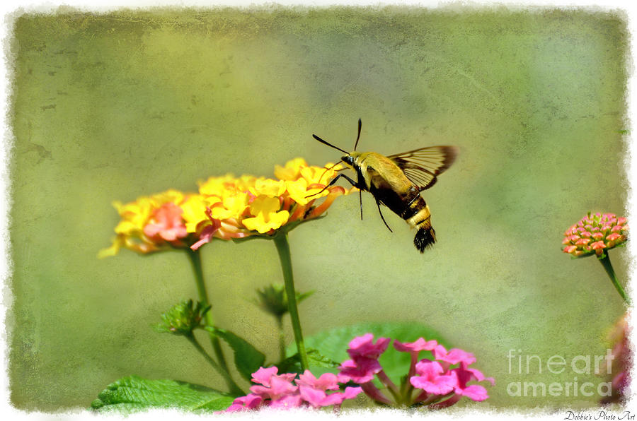 Hummingbird Moth 2 Photograph by Debbie Portwood