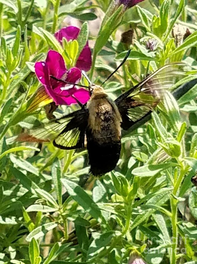 Hummingbird Moth 2 Photograph by Maria Urso
