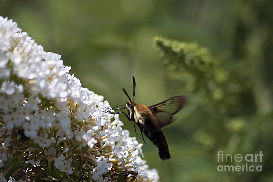 Hummingbird Moth 20120802_292 Photograph by Tina Hopkins
