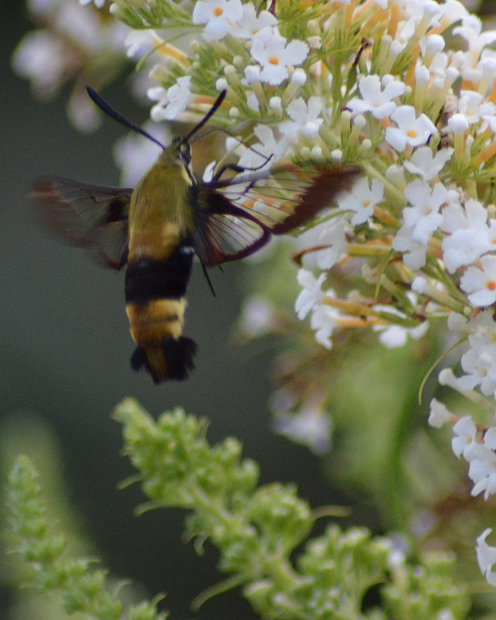 Hummingbird Moth 3 Photograph by Belinda Stucki - Fine Art America