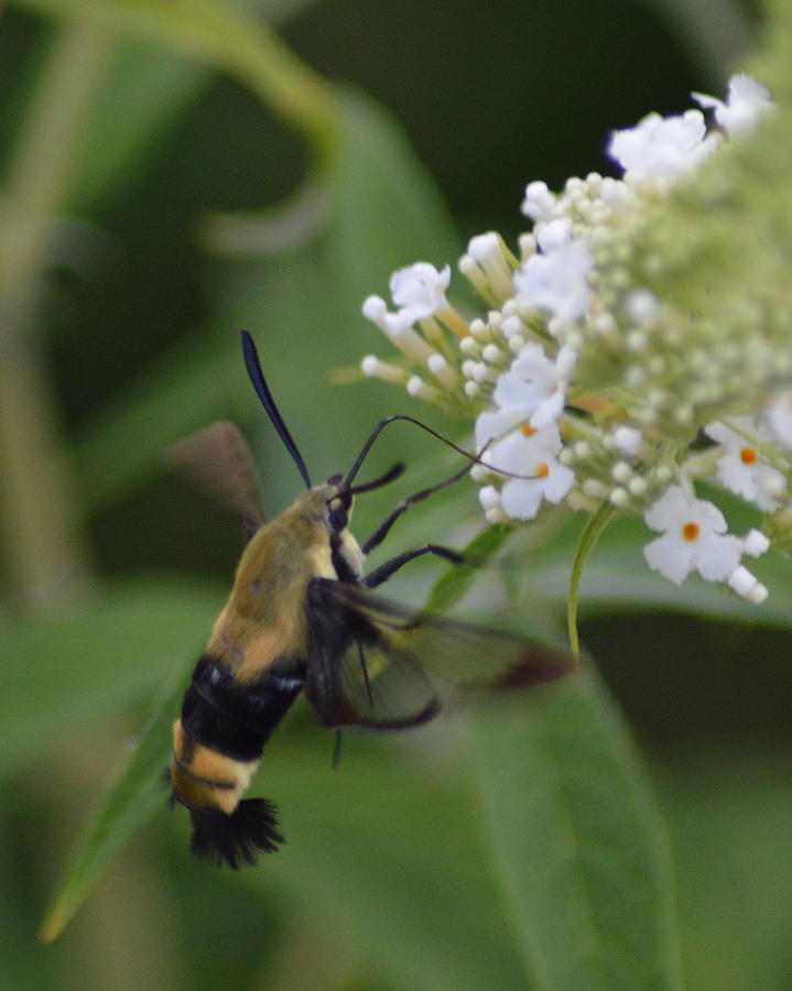 Hummingbird Moth 6 Photograph By Belinda Stucki - Fine Art America