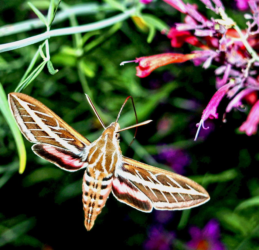 Hummingbird Moth Photograph by Amy McDaniel