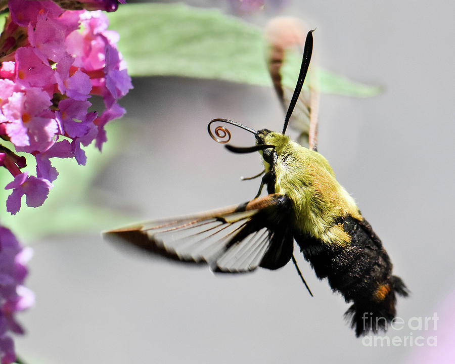 Hummingbird Moth Photograph by Amy Porter