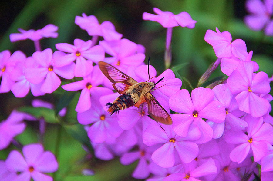 Hummingbird Moth And Phlox Photograph by Byron Varvarigos