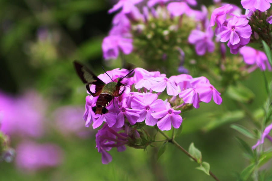 Hummingbird Moth and Phlox Photograph by Selena Lorraine - Fine Art America