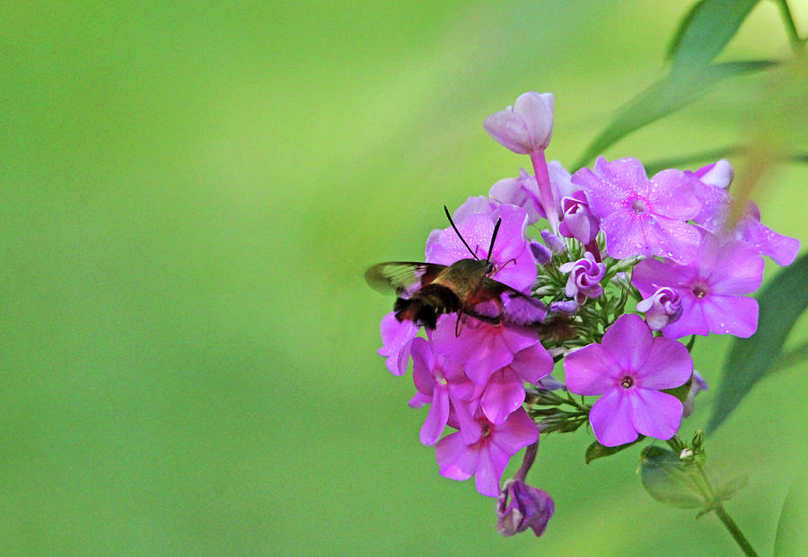 Hummingbird Moth And Pink Phlox Photograph by Debbie Oppermann