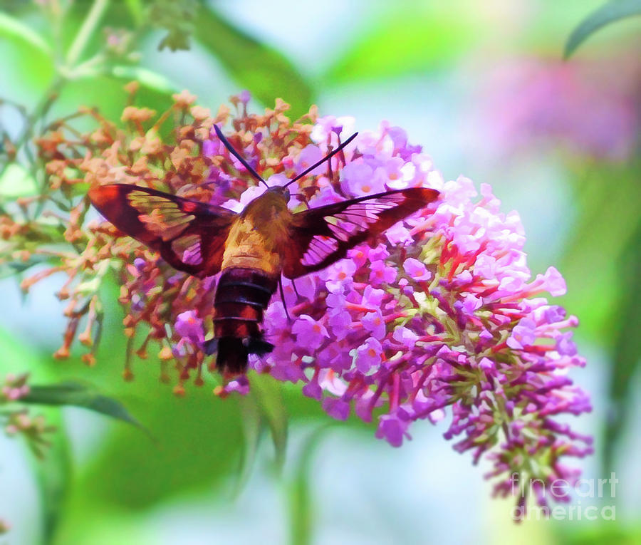 Hummingbird Moth and Summer Colors Photograph by Kerri Farley