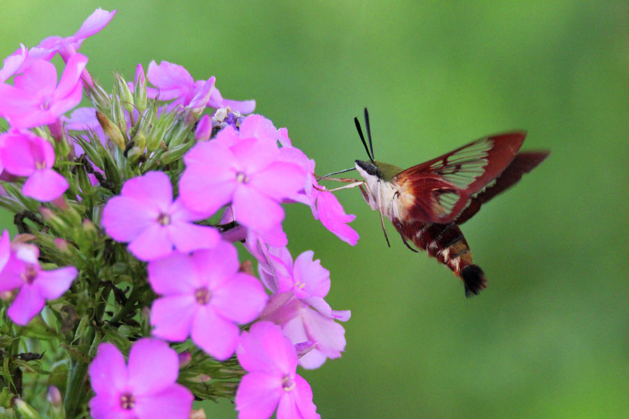 Hummingbird Moth Photograph by Brook Burling