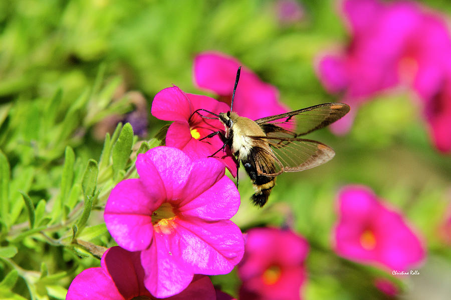 Hummingbird Moth Photograph by Christina Rollo