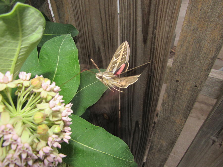 Hummingbird Moth Photograph by Cindy Fleener