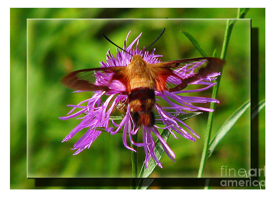 Hummingbird Moth Photograph by Deborah Johnson