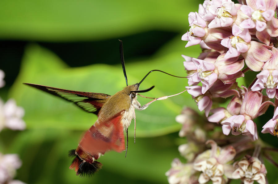 Hummingbird Moth Photograph by Derek Burke | Fine Art America