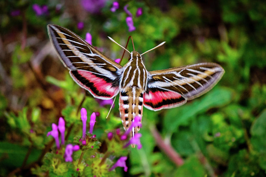  Hummingbird Moth Photograph by Doug Long