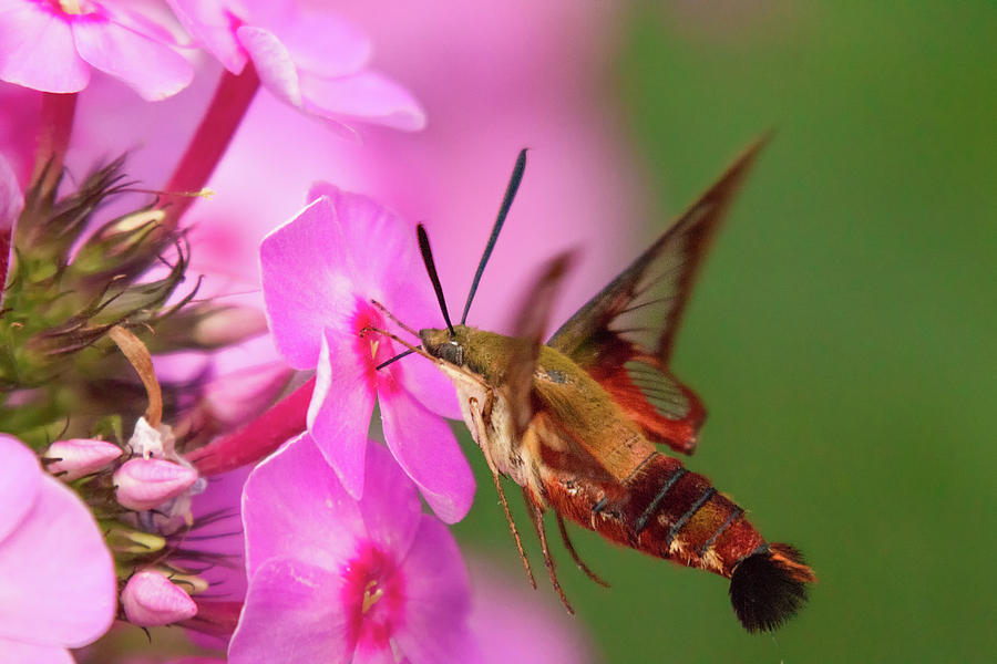 Hummingbird Moth Feeding 1 Photograph by Brian Hale