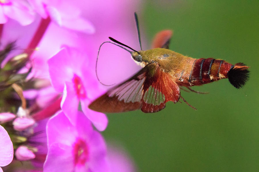 Hummingbird Moth Feeding 2 Photograph by Brian Hale
