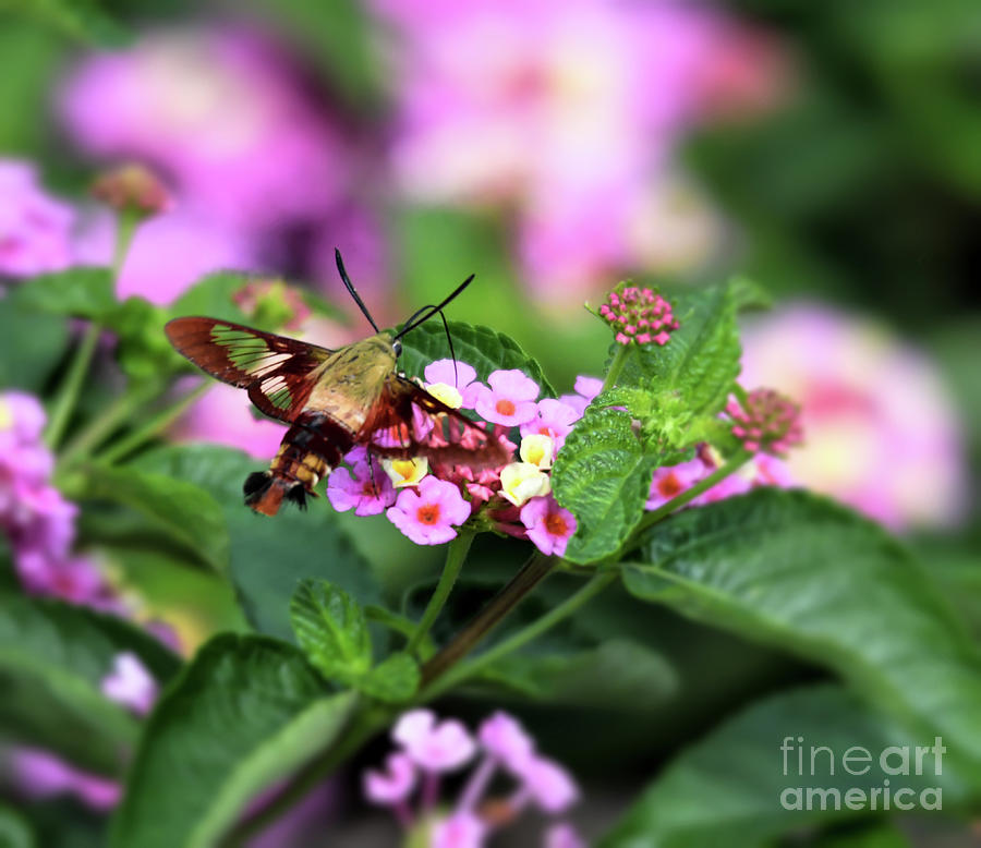 Hummingbird Moth in the Lantana Photograph by Kerri Farley