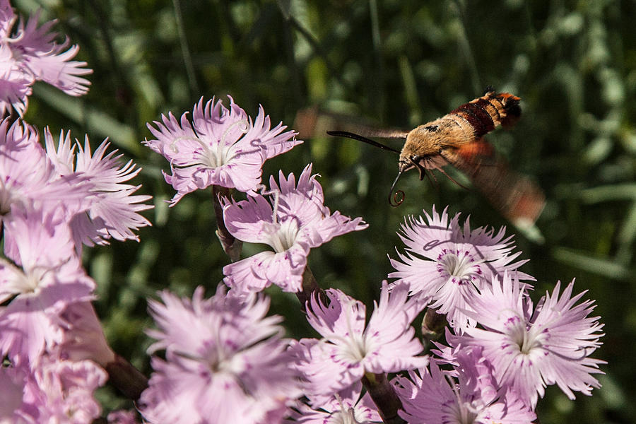 Nature Photograph - Hummingbird moth by Jeff Folger