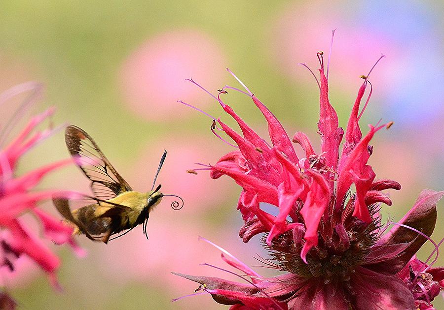Hummingbird Moth Photograph by Judy Genovese
