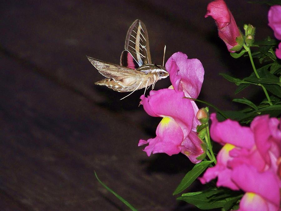 Hummingbird Moth Photograph by Julie Rauscher