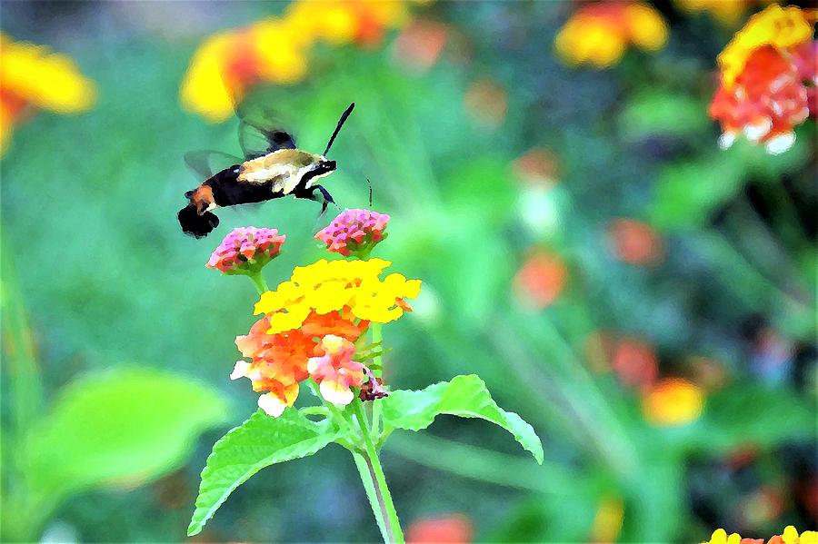 Hummingbird Moth Photograph by Kim Bemis